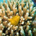 DSCF8464 zlute vejirky v koralu